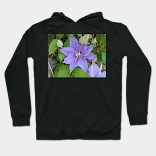 Clematis Fuji-Museme Flowers 3 Hoodie